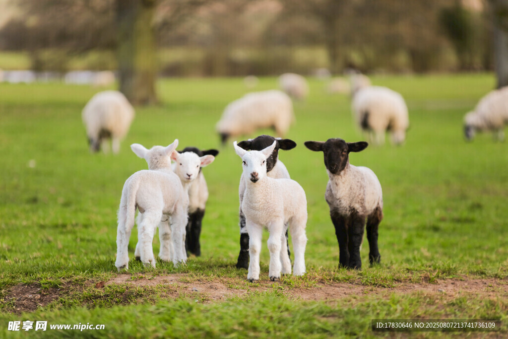 草地上的可爱小羊羔