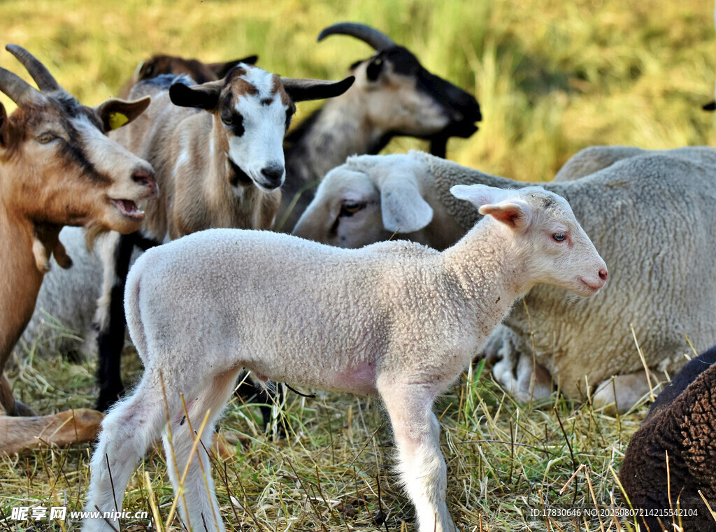草地上的小羊与羊群