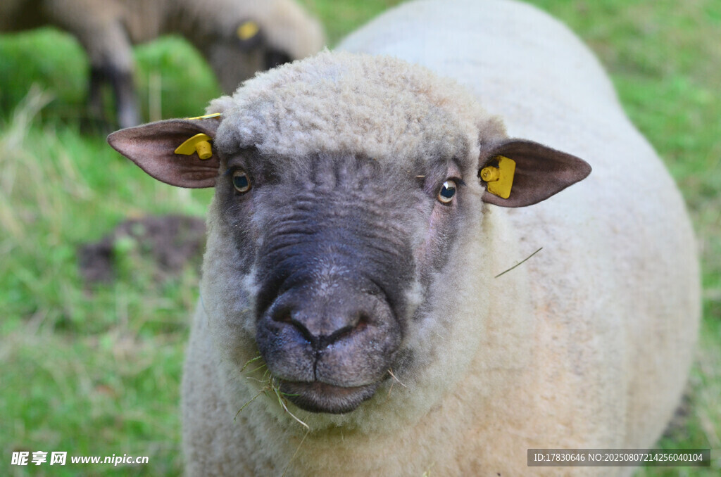 草地上的带耳标绵羊