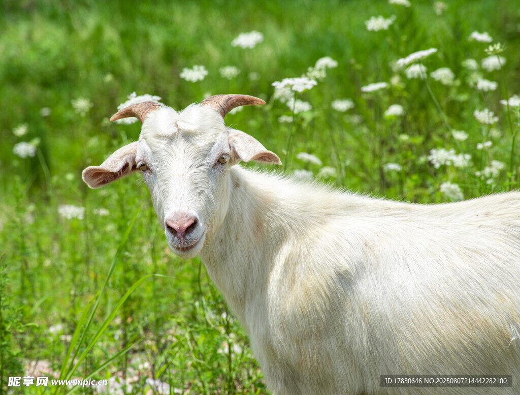 田野中的白色山羊