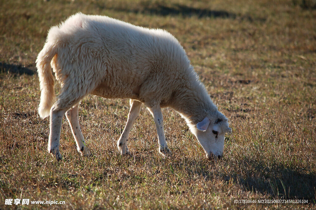 草原上低头吃草的绵羊