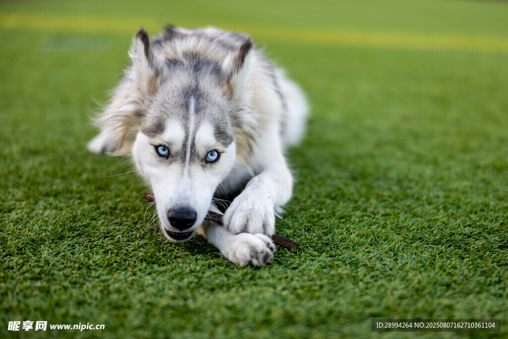 趴在绿草地上的哈士奇