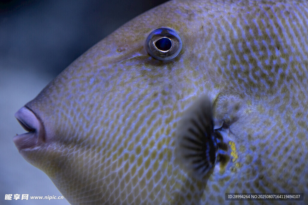 独特花纹的鱼类