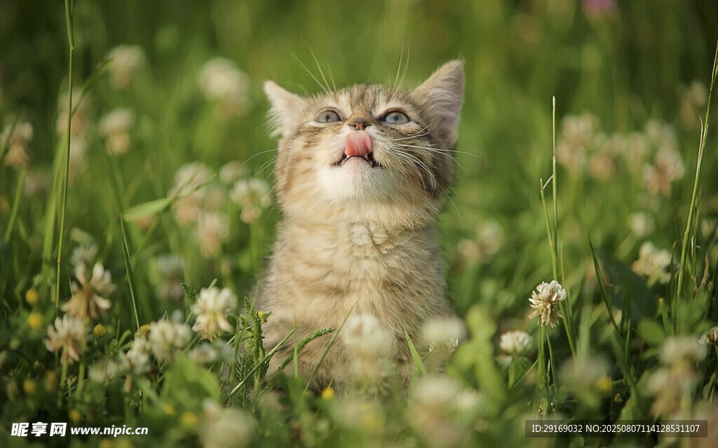 草地上仰头的可爱小猫咪