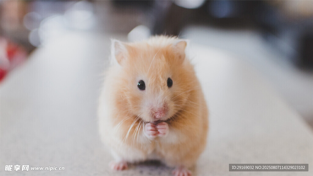 可爱仓鼠进食瞬间