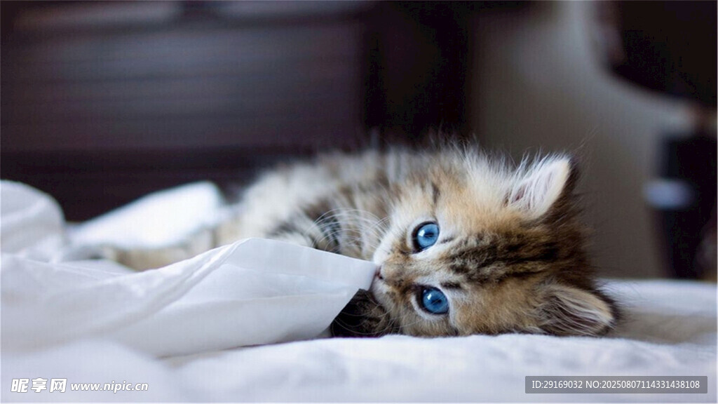 可爱小猫躺卧姿态