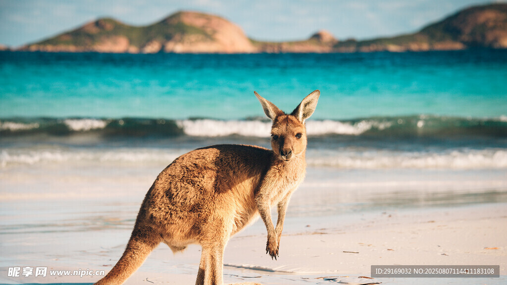 海滩上跳跃的袋鼠