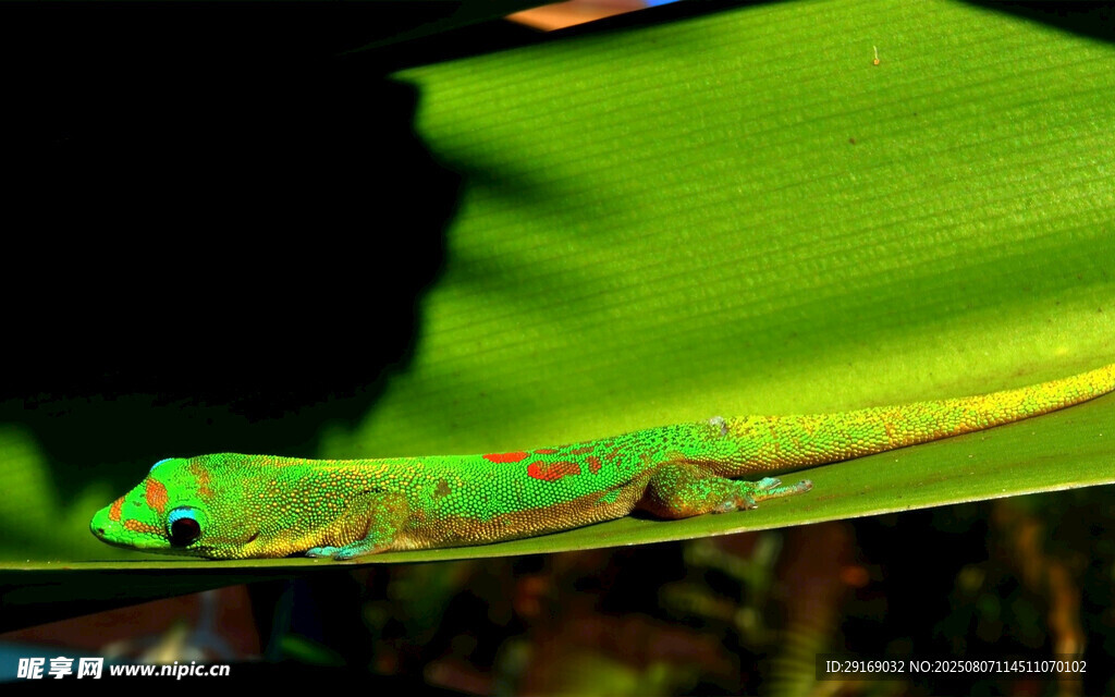 绿叶上的多彩昆虫