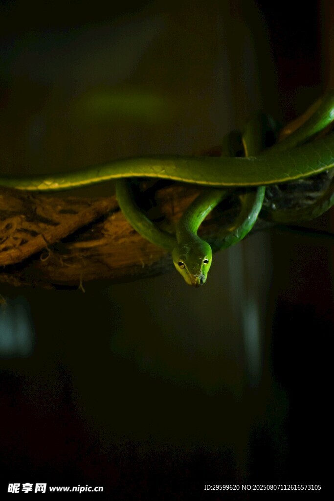 黑暗中盘踞的绿色神秘毒蛇