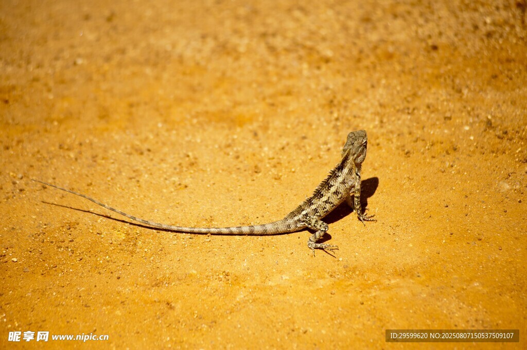 沙漠蜥蜴特写