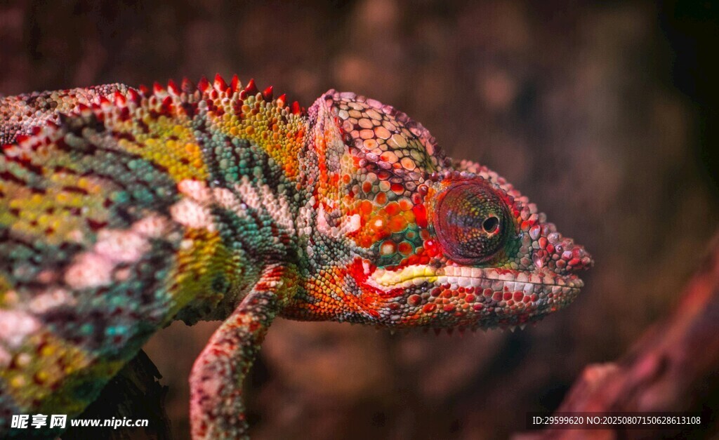 多彩变色龙特写