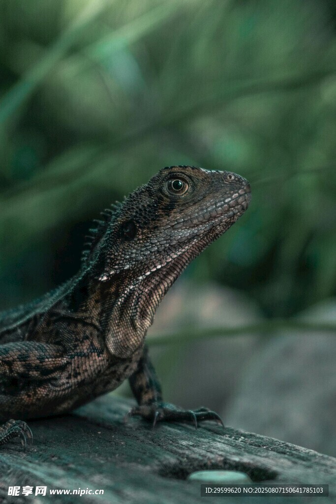 栖息木上的蜥蜴
