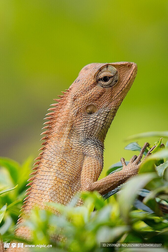 栖息于绿叶间的棕色蜥蜴