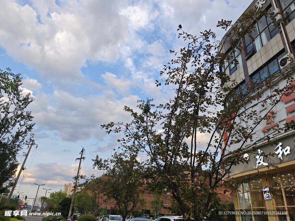 城市街道旁的树木与建筑