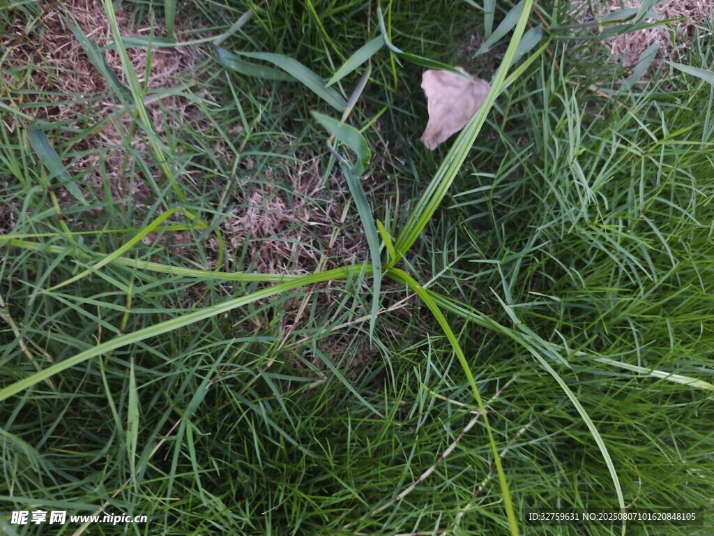 草丛中的绿色植物特写
