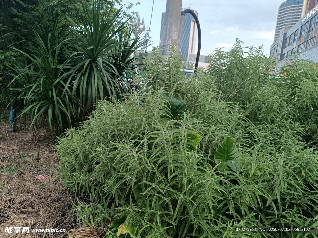 城市中的绿色植物景观