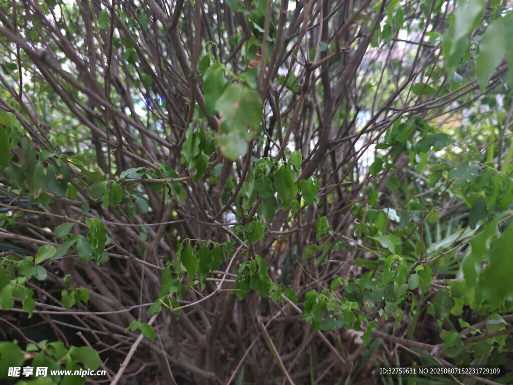 繁茂绿植丛中的景致