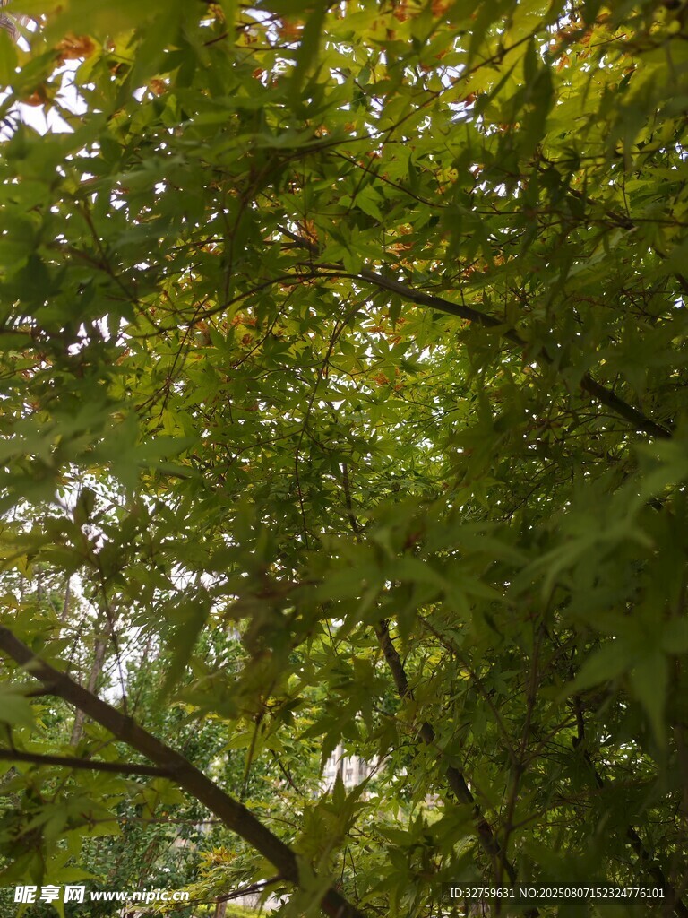 茂密绿荫下的繁茂树叶