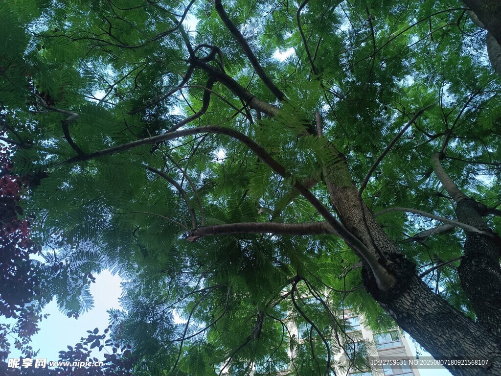 仰视葱郁繁茂的树木枝叶