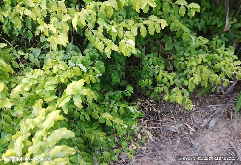 翠绿繁茂的灌木丛