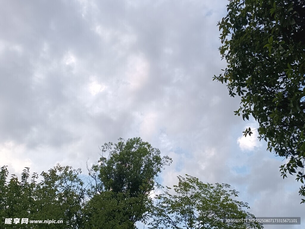 绿树映衬下的多云天空
