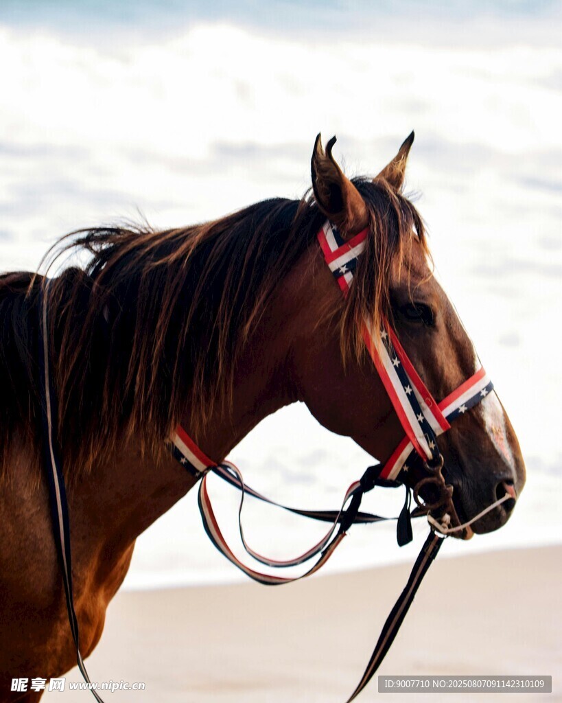 沙滩上的棕色骏马