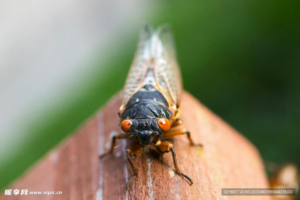 栖息于木上的蝉