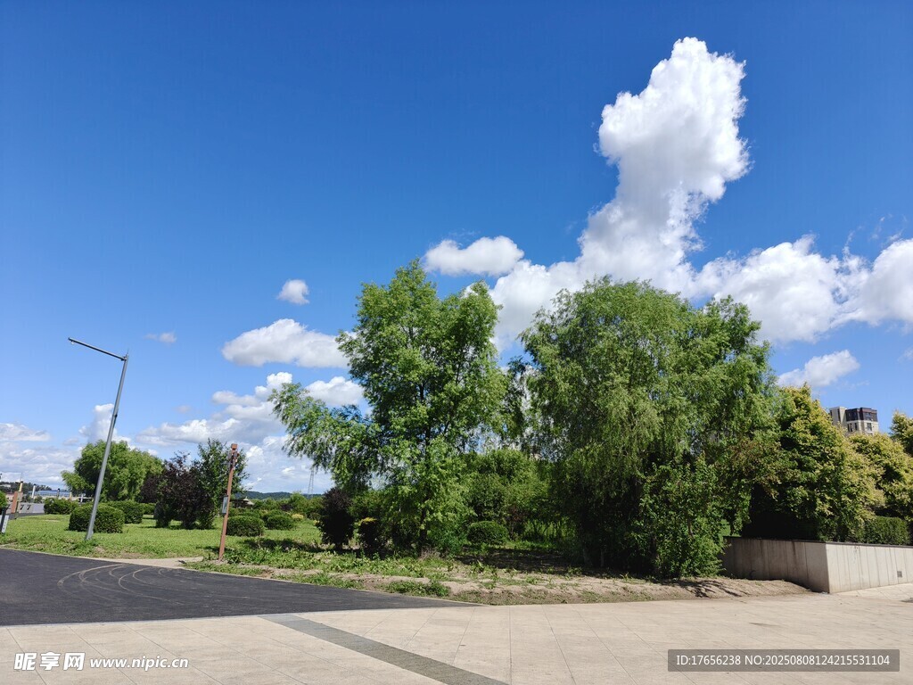 蓝天白云下的绿树景致