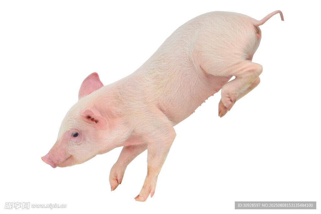 猪图片