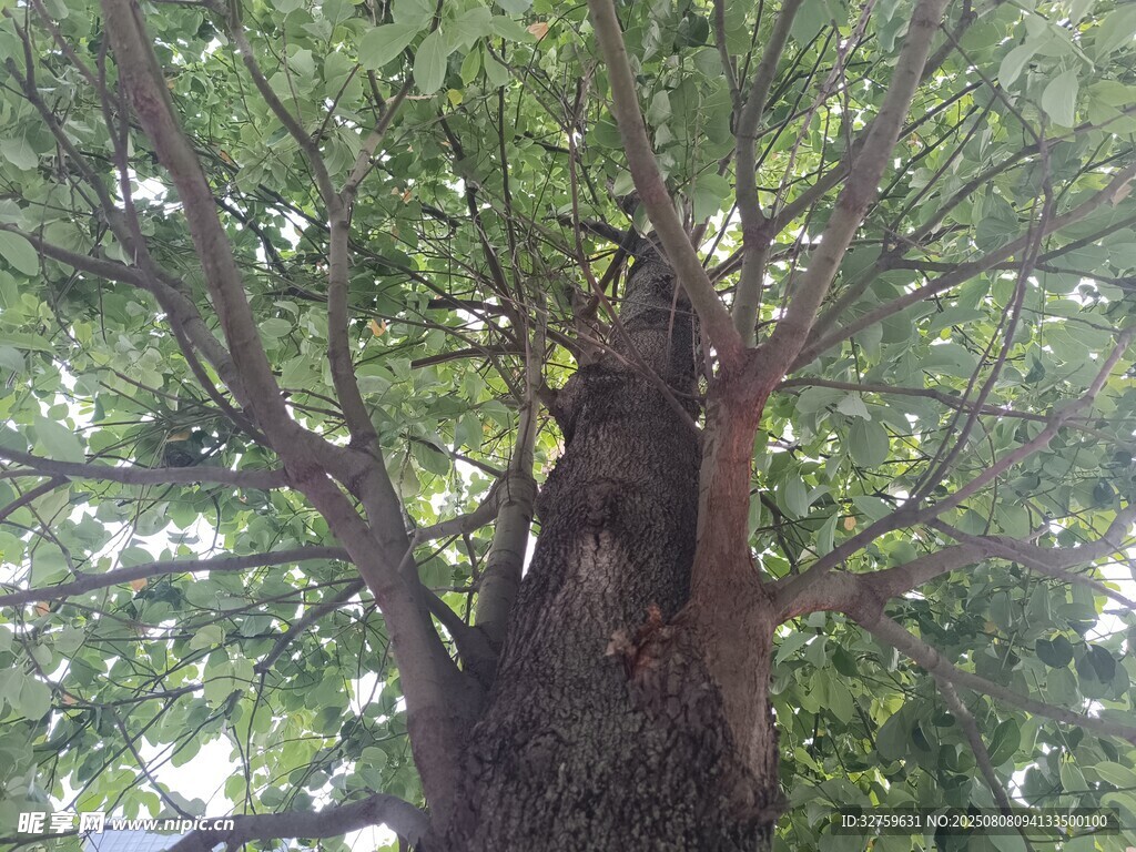 粗壮古树立于繁茂枝叶间