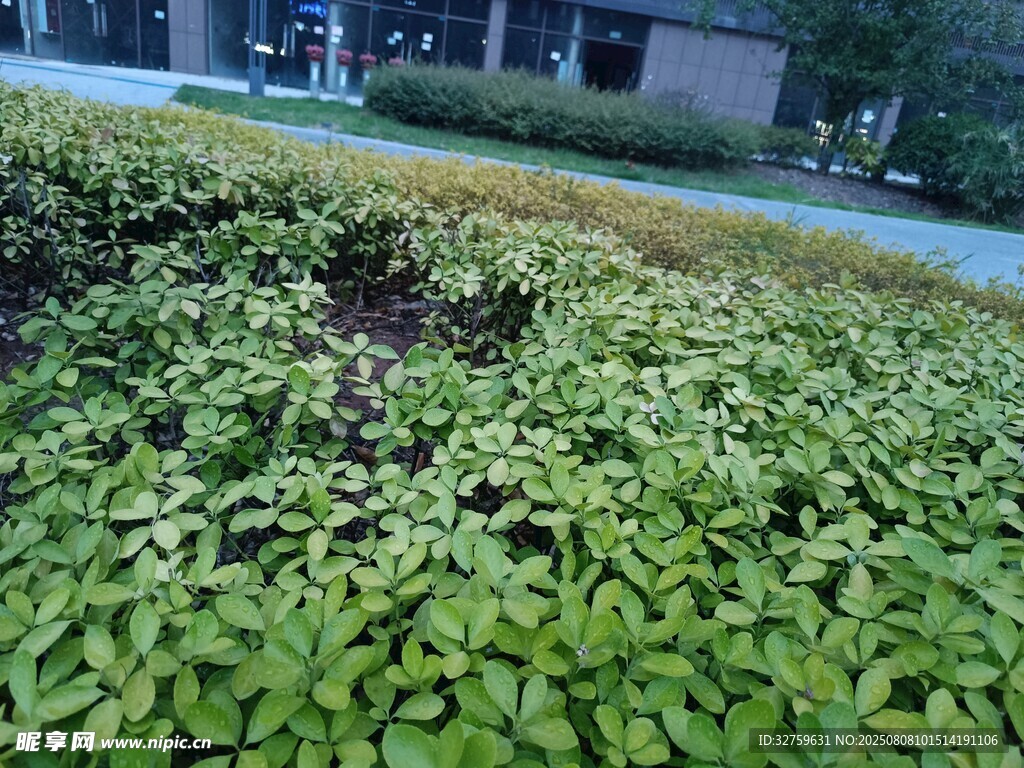 绿叶繁茂的地面植物景观