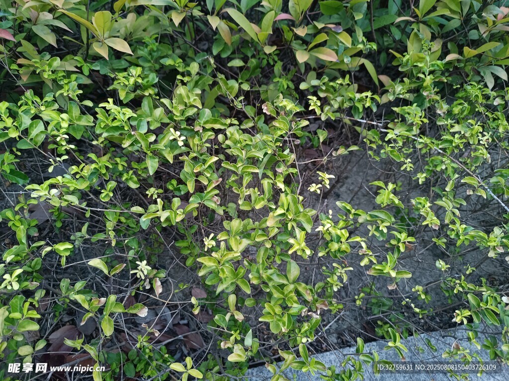 绿叶繁茂的植物景观