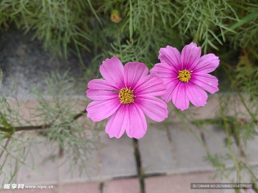 两朵娇艳波斯菊绽放