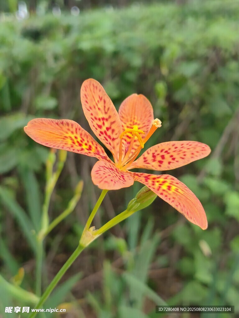 橙色射干花绽放于绿野