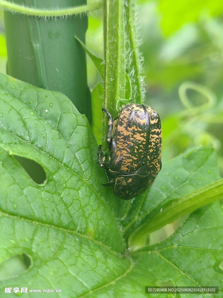 苦瓜上的斑驳病果