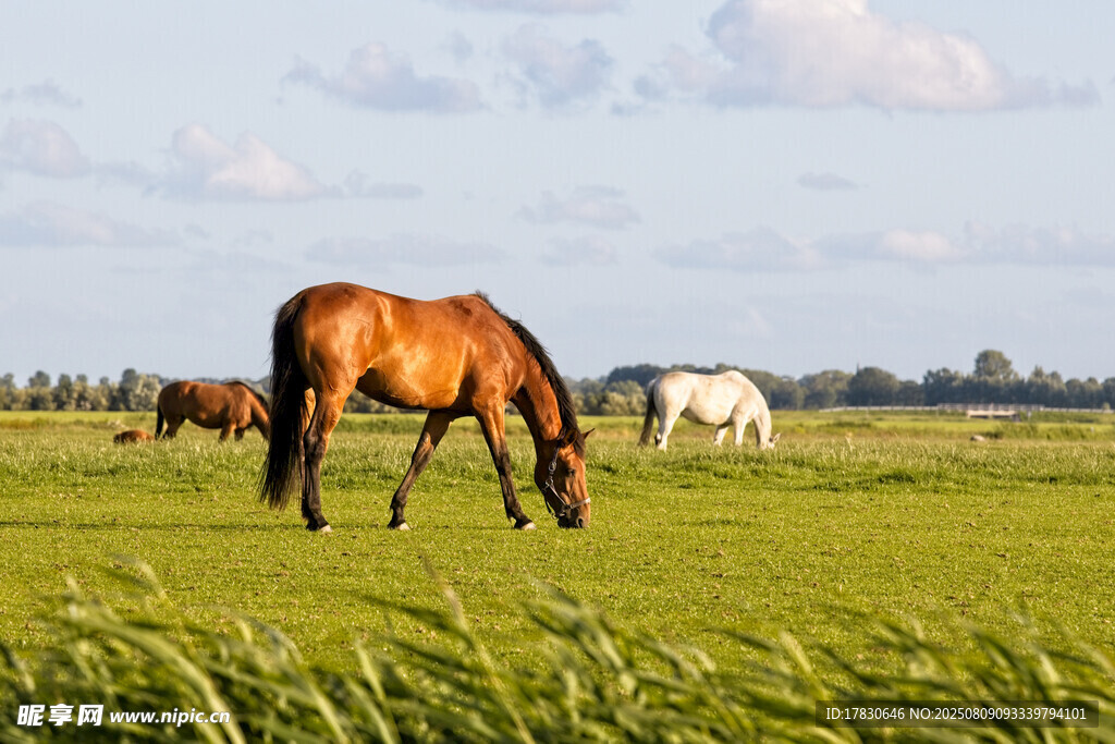 草原上的骏马