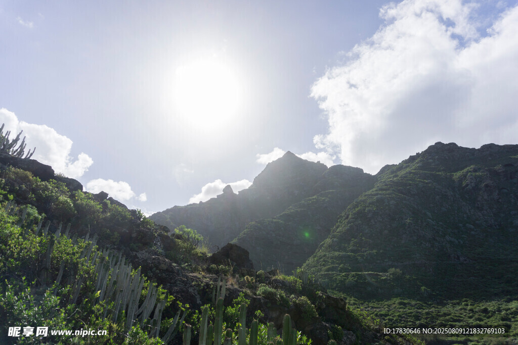 阳光照耀下的青山绿植