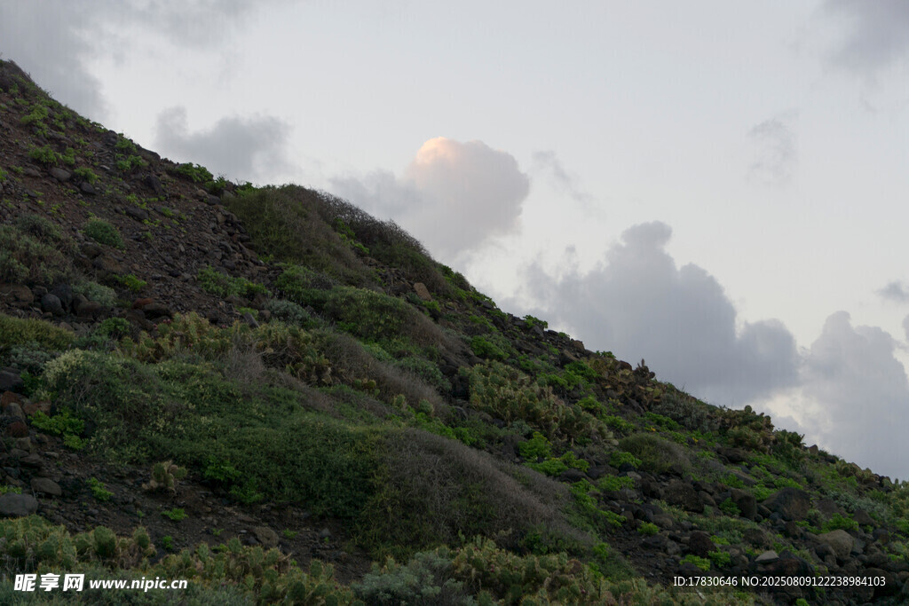 山坡绿植与天边朦胧月色