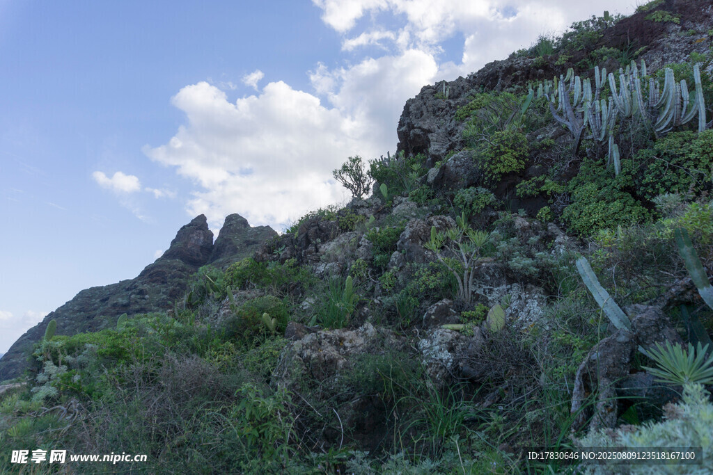 山间绿意盎然的植被景观