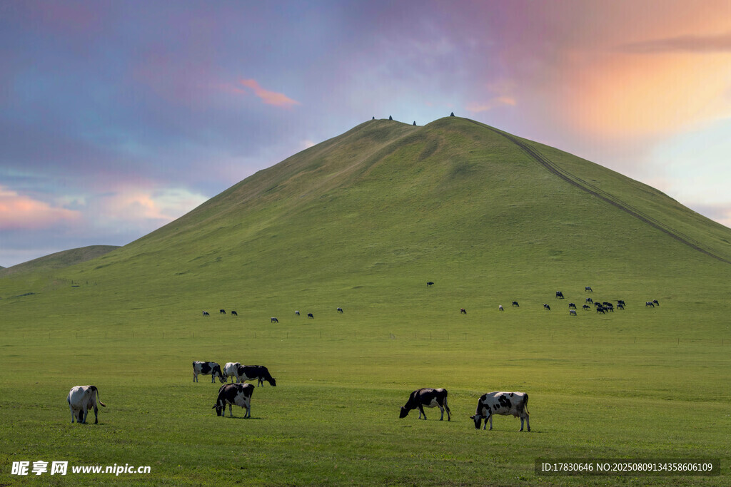 草原山丘间的牧牛景象