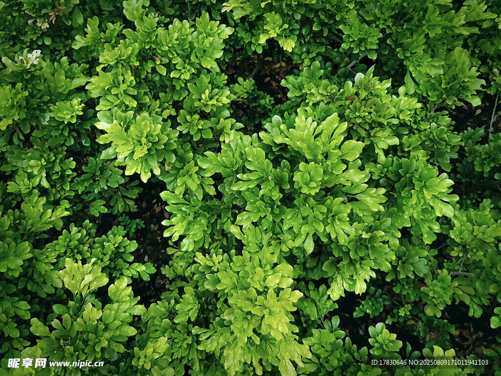 翠绿繁茂的植物景观