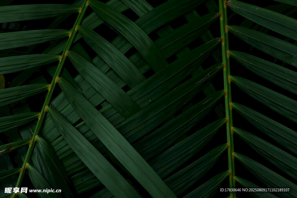 翠绿棕榈叶纹理特写