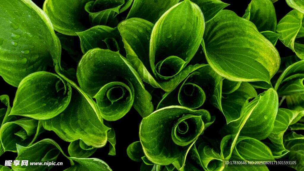 翠绿卷曲叶片植物特写