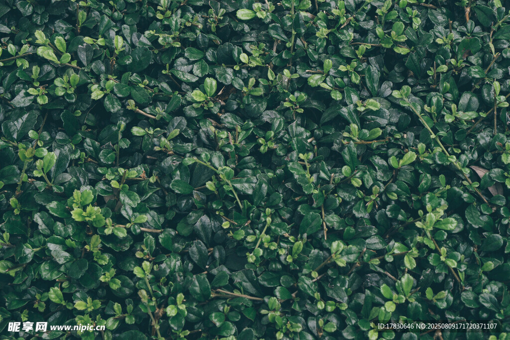 翠绿繁茂的植物墙纹理