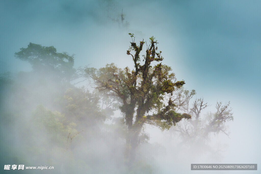 云雾中挺立的树木