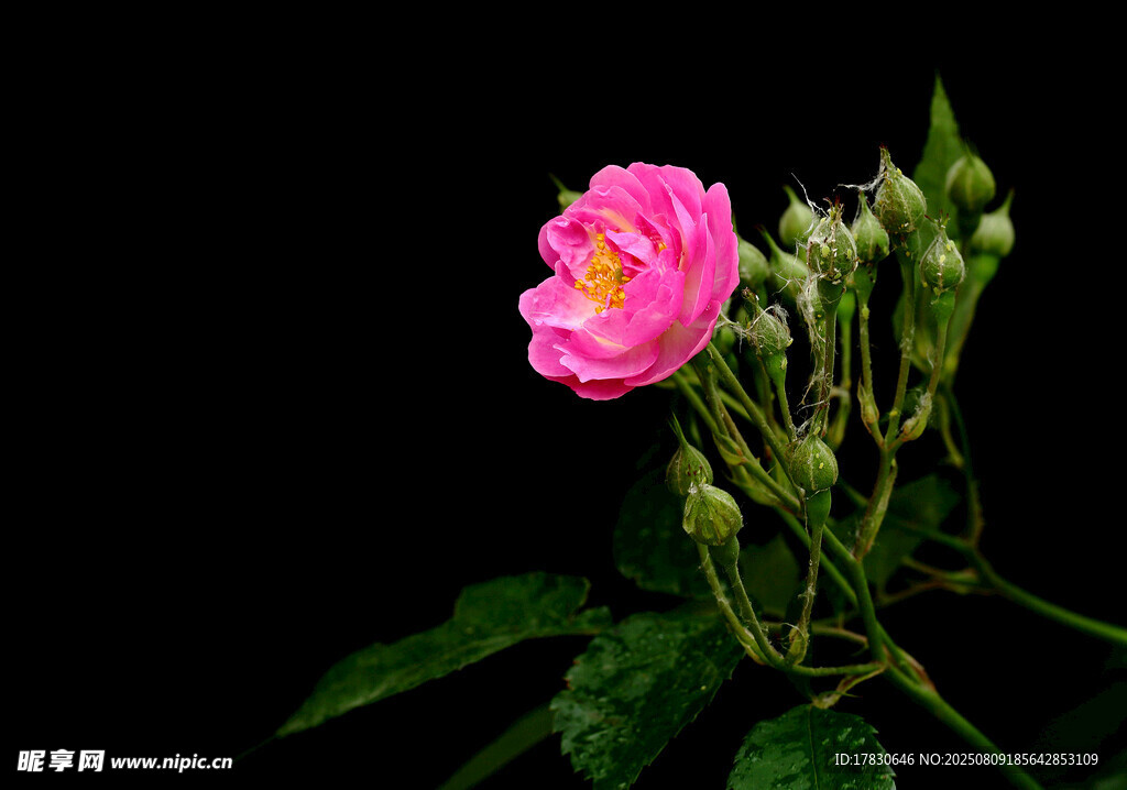 娇艳粉色蔷薇花特写