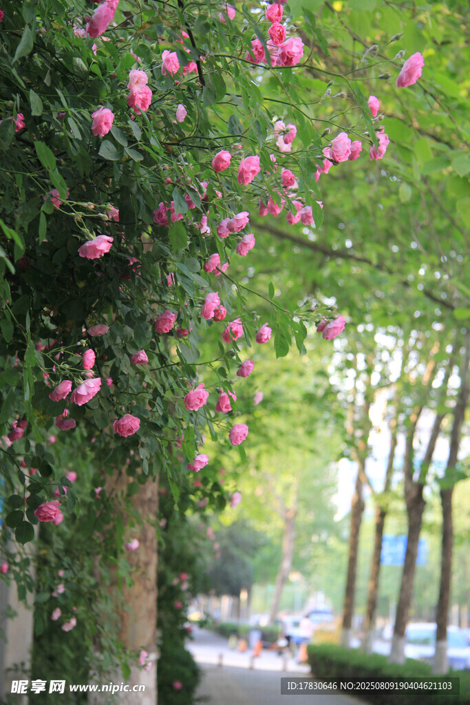 繁花垂挂的林荫街道