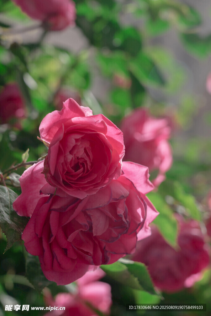 娇艳盛开的粉色月季花