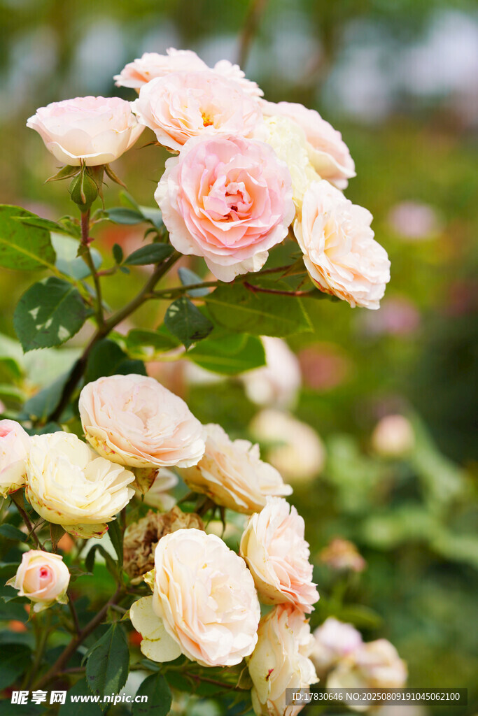 娇艳粉色月季花绽放