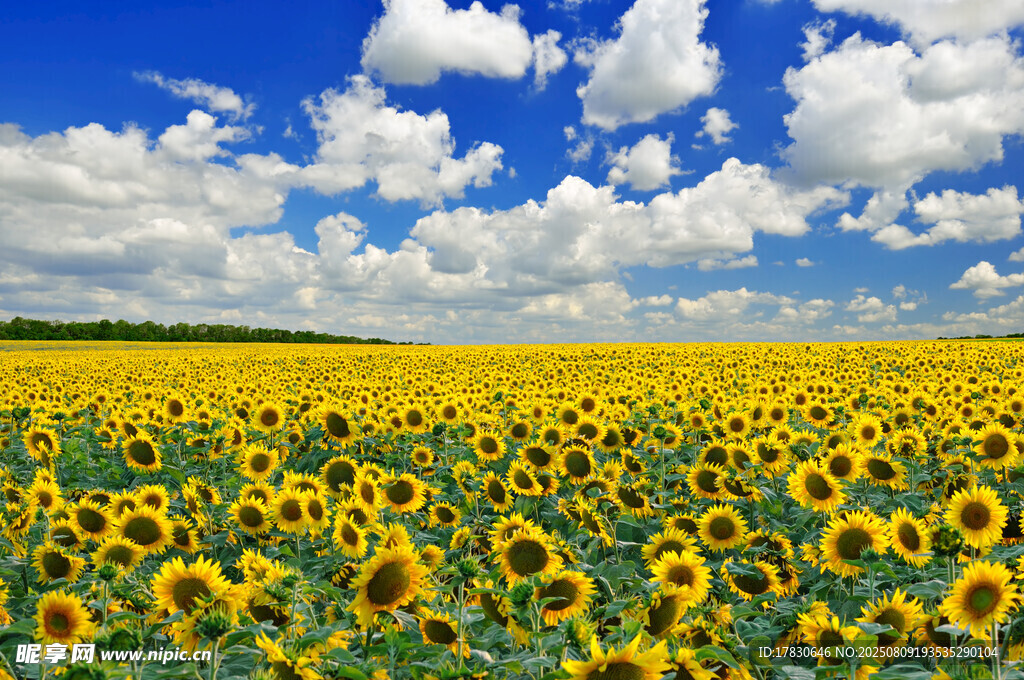 金黄向日葵花海蓝天美景